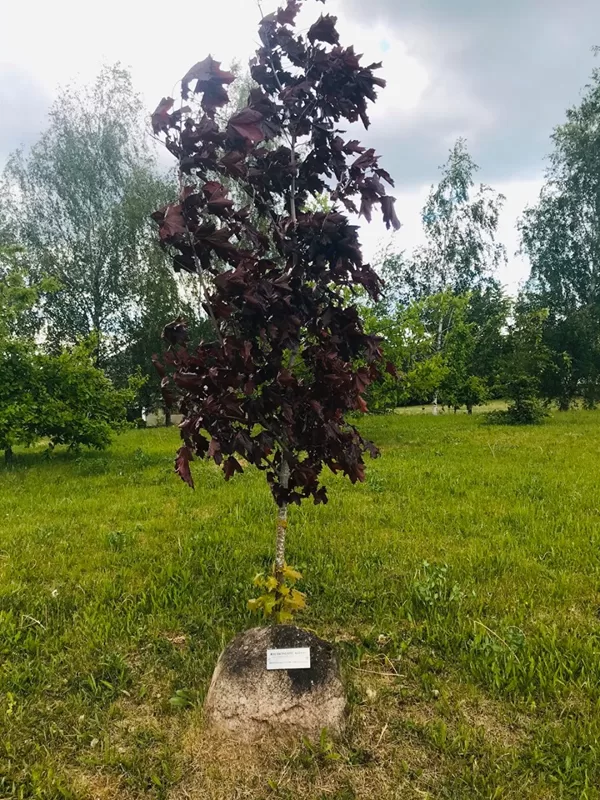 Raudonlapis klevas. Broceni savivaldybės (Latvija) dovana 2012 m.